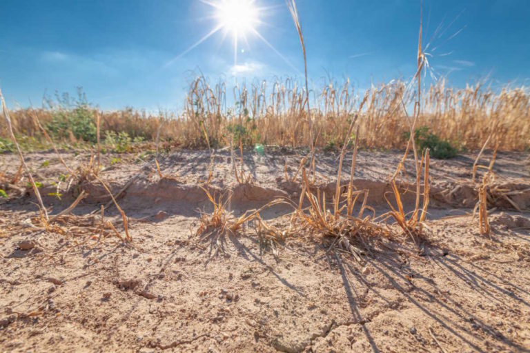 Sommer Hitze D rre Ernte Ernteausfall 2019 D rrehilfen 
