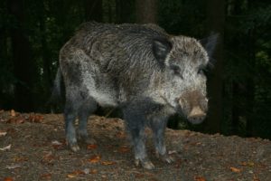 afrikanische schweinepest