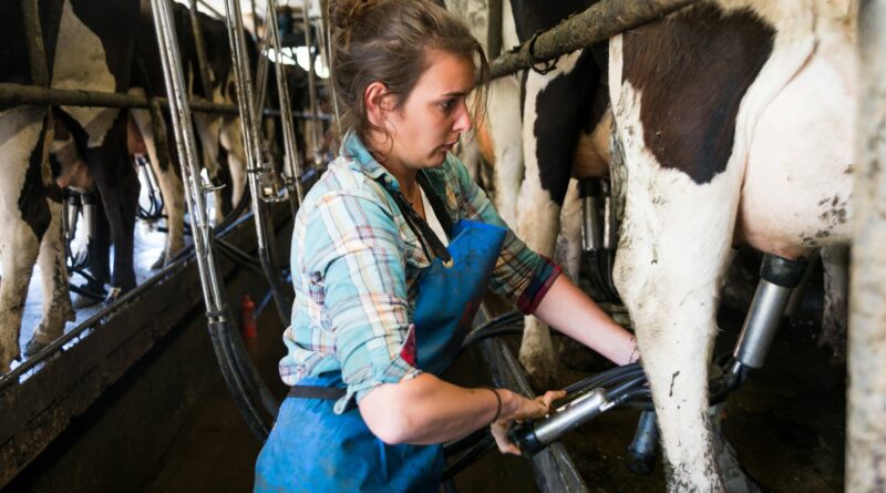 junge bäuerin setzt die melkmaschine an den eutern der kühe an
