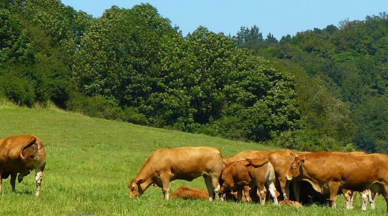 Kühe stehen auf der Weide und fressen Gras