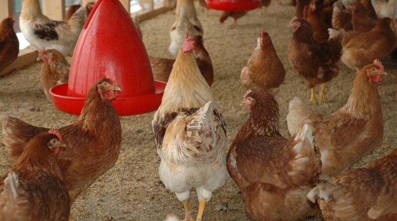hühner im stall in bodenhaltung