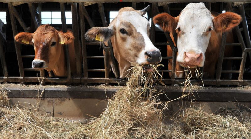 Kühe im Stall beim Heu fressen