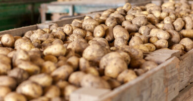 Lagerung von Kartoffeln: Auf die richtige Belüftung kommt es an 