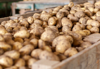 Lagerung von Kartoffeln: Auf die richtige Belüftung kommt es an 