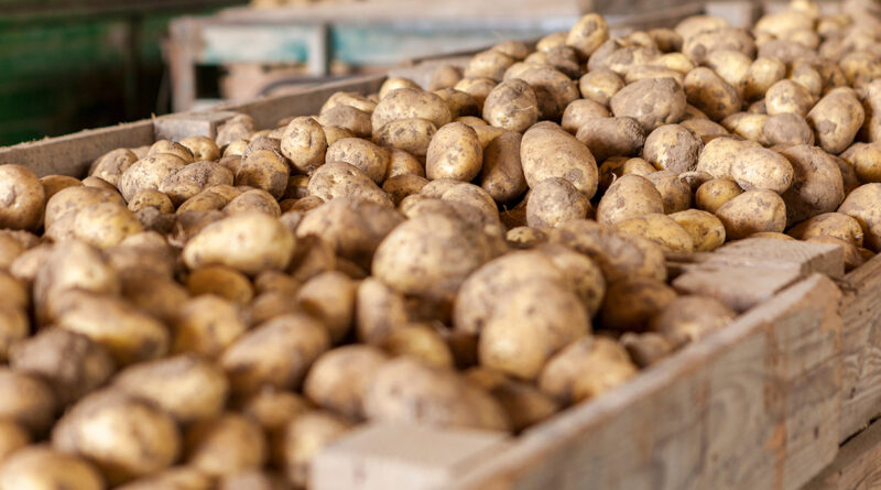 Lagerung von Kartoffeln: Auf die richtige Belüftung kommt es an 