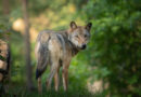 Wolf im Bundesjagdgesetz: Deshalb stimmte ein ostdeutsches Bundesland nicht zu