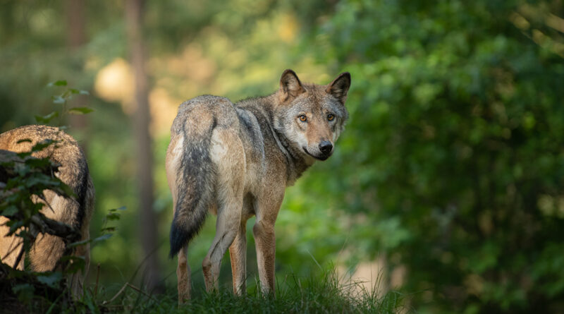 Wolf im Bundesjagdgesetz: Deshalb stimmte ein ostdeutsches Bundesland nicht zu