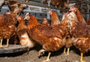 Geflügel: Newcastle-Disease-Virus breitet sich weiter aus