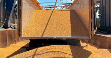 Mais aus der Ukraine: Extreme Preissteigerungen bei Futtermittel durch Kriege