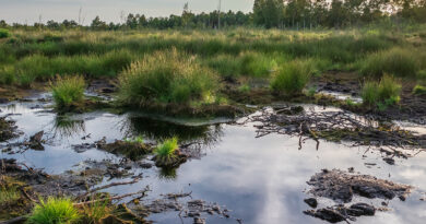 Wiedervernässung von Mooren: EU-Kommission genehmigt hohe Förderung