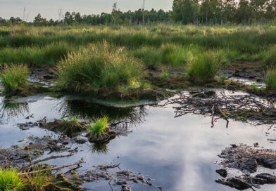 Wiedervernässung von Mooren: EU-Kommission genehmigt hohe Förderung