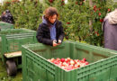 Klimastress, Fachkräftemangel, neue Pflichten: So könnte sich der Obstbau in Mitteldeutschland bald verändern