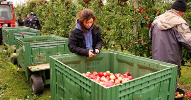 Klimastress, Fachkräftemangel, neue Pflichten: So könnte sich der Obstbau in Mitteldeutschland bald verändern