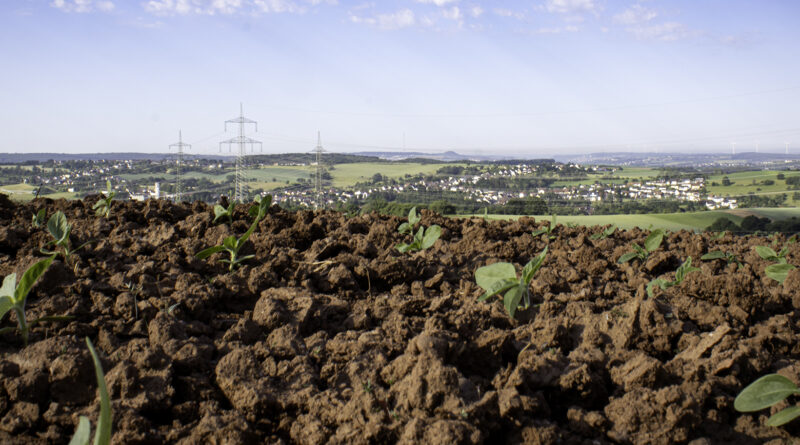 Nutzpflanzen impfen statt düngen: So kann Dünger reduziert werden