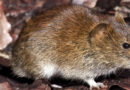 Hantavirus durch Rötelmaus: Wie gefährdet sind Landwirte?