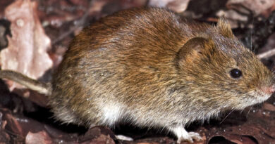 Hantavirus durch Rötelmaus: Wie gefährdet sind Landwirte?