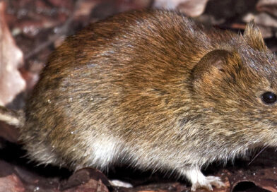 Hantavirus durch Rötelmaus: Wie gefährdet sind Landwirte?