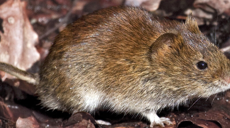 Hantavirus durch Rötelmaus: Wie gefährdet sind Landwirte?