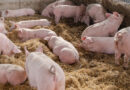 Tierwohl: Neue Videos zum Verhalten von kranken Schweinen auf Plattform der Uni Gießen
