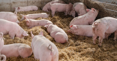 Tierwohl: Neue Videos zum Verhalten von kranken Schweinen auf Plattform der Uni Gießen