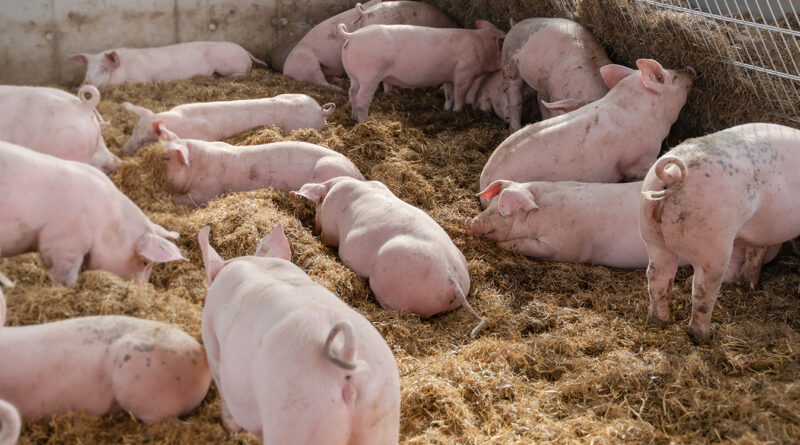 Tierwohl: Neue Videos zum Verhalten von kranken Schweinen auf Plattform der Uni Gießen
