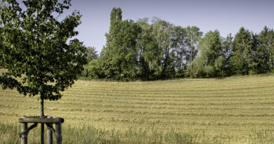 Ertragseinbußen durch Klimawandel: Diesen einfachen Ansatz empfehlen Forscher