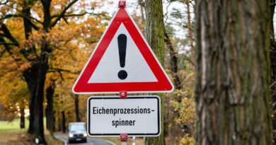 Eichenprozessionsspinner: Deshalb breitet er sich stärker aus