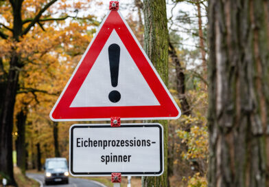 Eichenprozessionsspinner: Deshalb breitet er sich stärker aus