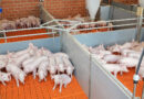 EU-Pläne: Was beinhalten die Tierhaltungsstrategie und der Protein-Aktionsplan?