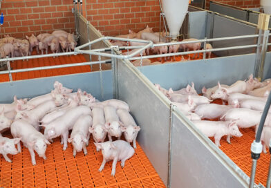 EU-Pläne: Was beinhalten die Tierhaltungsstrategie und der Protein-Aktionsplan?