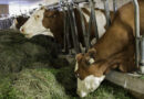 Untersuchung zeigt: So viel weniger Milch geben Kühe während Hitzewellen