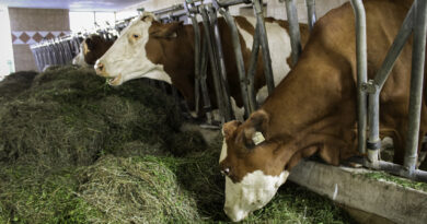 Untersuchung zeigt: So viel weniger Milch geben Kühe während Hitzewellen