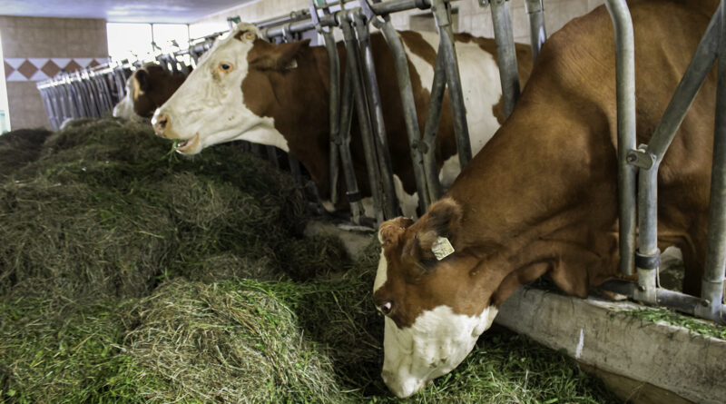 Untersuchung zeigt: So viel weniger Milch geben Kühe während Hitzewellen