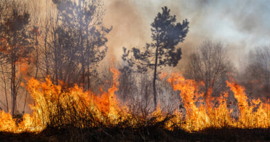 Waldbrände 2025: Diese unglaubliche Fläche fiel den Flammen zum Opfer
