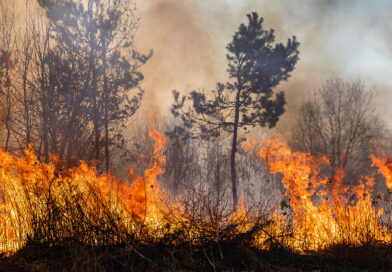 Waldbrände 2025: Diese unglaubliche Fläche fiel den Flammen zum Opfer