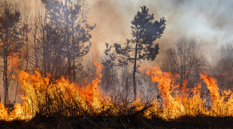 Waldbrände 2025: Diese unglaubliche Fläche fiel den Flammen zum Opfer