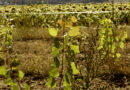 Schutz für Pflanzen: Brandenburg fördert Agroforstsysteme