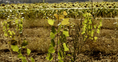 Schutz für Pflanzen: Brandenburg fördert Agroforstsysteme