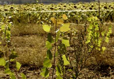 Schutz für Pflanzen: Brandenburg fördert Agroforstsysteme