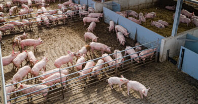 Schweinehaltung: So will die Bundesregierung Betriebe unterstützen