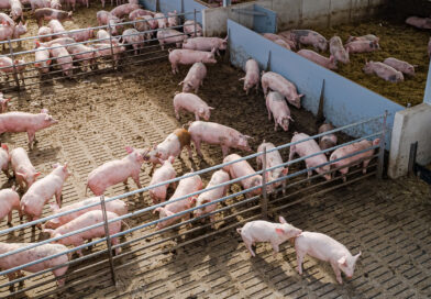 Schweinehaltung: So will die Bundesregierung Betriebe unterstützen