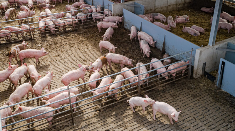 Schweinehaltung: So will die Bundesregierung Betriebe unterstützen