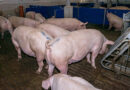 Schweinehaltung und Geflügelbetriebe: So reduzieren Sie Ammoniak-Emissionen im Stall