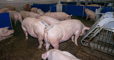 Schweinehaltung und Geflügelbetriebe: So reduzieren Sie Ammoniak-Emissionen im Stall