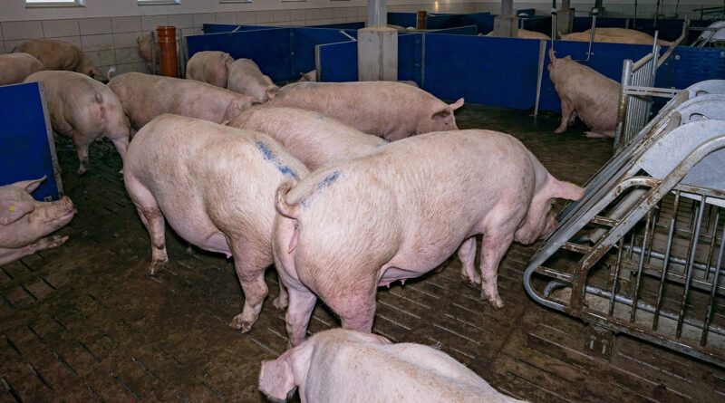 Schweinehaltung und Geflügelbetriebe: So reduzieren Sie Ammoniak-Emissionen im Stall