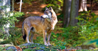 Brandenburg: Agrarministerin gegen Entnahme ganzer Wolfsrudel