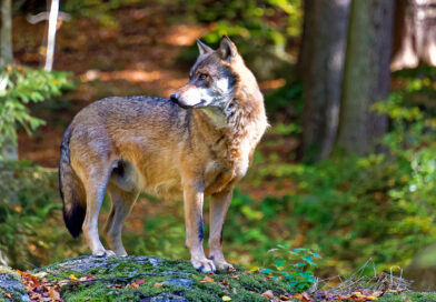 Brandenburg: Agrarministerin gegen Entnahme ganzer Wolfsrudel
