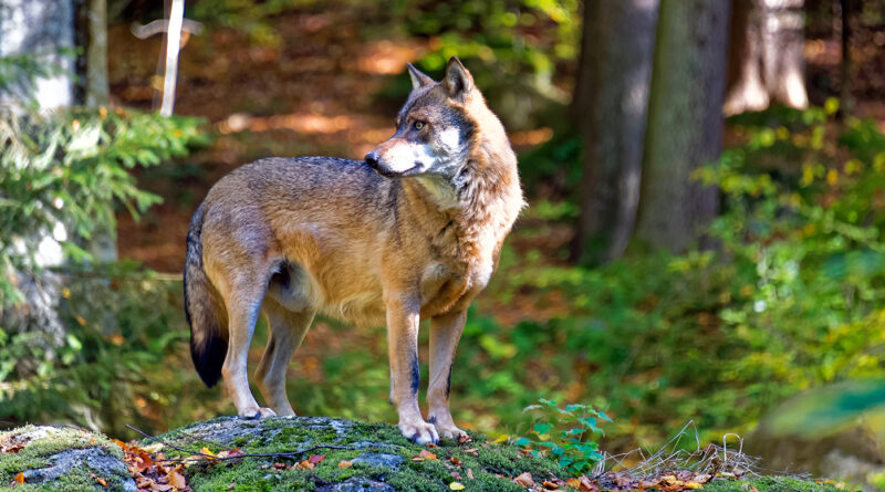 Brandenburg: Agrarministerin gegen Entnahme ganzer Wolfsrudel