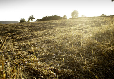 Hitzesommer 2026: Ernteeinbußen alleine bilden nicht gesamte Lage ab