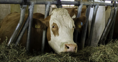 Rinder und andere Huftiere: Das Shamonda-Virus breitet sich aus